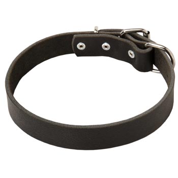 Leather Dog Collar Simple  Design for Swiss Mountain Dog
