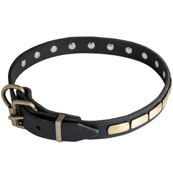 Swiss Mountain Dog Leather Dog Collar with steel old brass plated Buckle