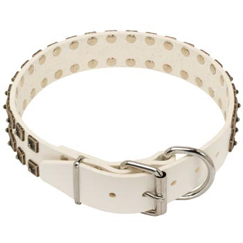 White Leather Dog Buckle Collar for Swiss Mountain Dog