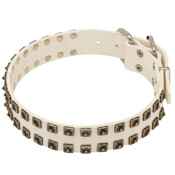 Studded White Leather Dog Collar for Swiss Mountain Dog