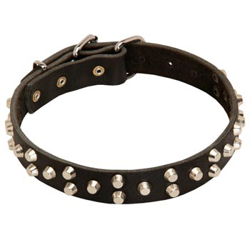 Wide Leather Dog Collar for Swiss Mountain Dog Walking
