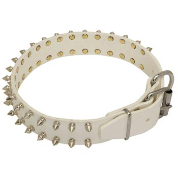 Fashion White Collar for Swiss Mountain Dog