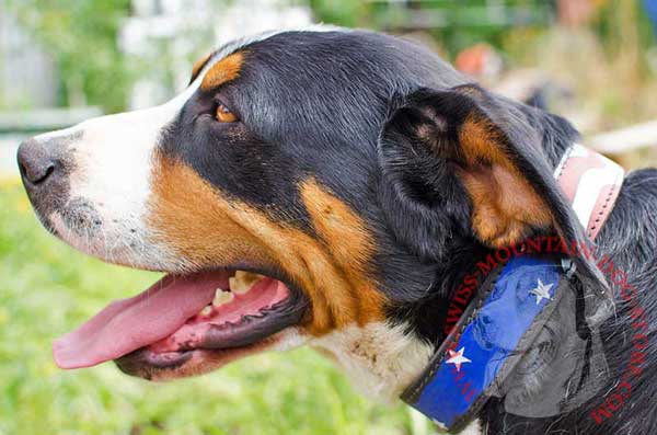 Art Dog Collar Leather Classy Exterior for Swiss Mountain Dog