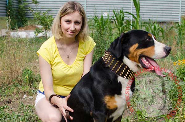 Brass Spiked Dog Collar Leather for Walking Swiss Mountain Dog