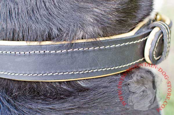 White Thread Stitching at Border for More Elegant Look of This Dog Collar