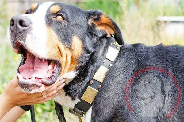 Leather Swiss Mountain Dog Collar Decorated with Plates and Cones