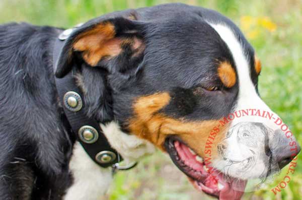 Nice Nylon Swiss Mountain Dog Collar with Fascinating Decoration