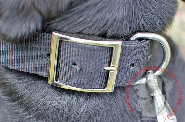 Strong Metal Ring Destined for Leash Fastening 
