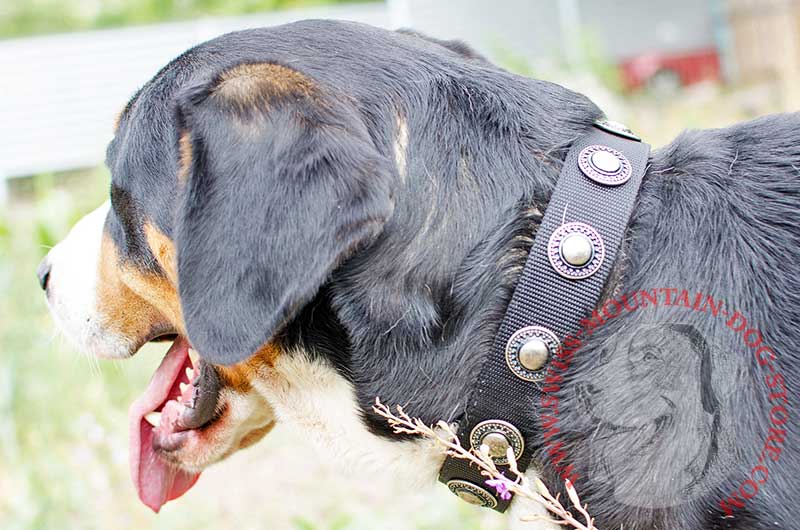 All Weather Nylon Swiss Mountain Dog Collar with ID Patches [C48##1116  Nylon Collar] : Swiss Mountain Dog Breed: Dog Harness, Muzzle, Collar, Leash,  Dog Supplies