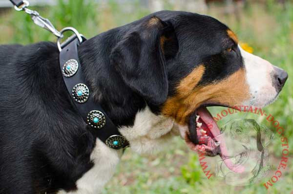Swiss Mountain Dog Collar with Gorgeous Vintage Conchos for Walking