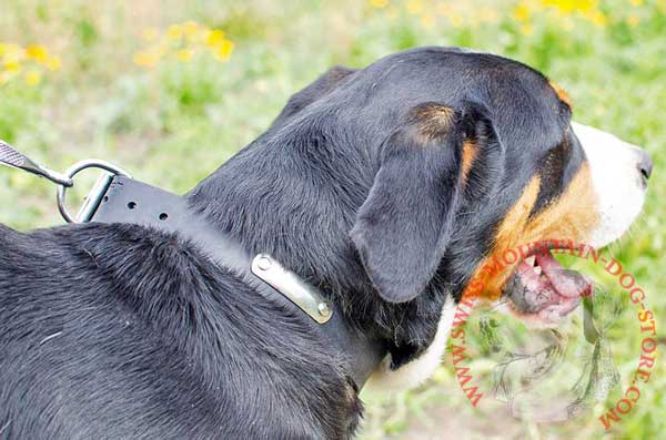 Leather Swiss Mountain Dog Collar with Plate for Inscription of Your Doggie's Data