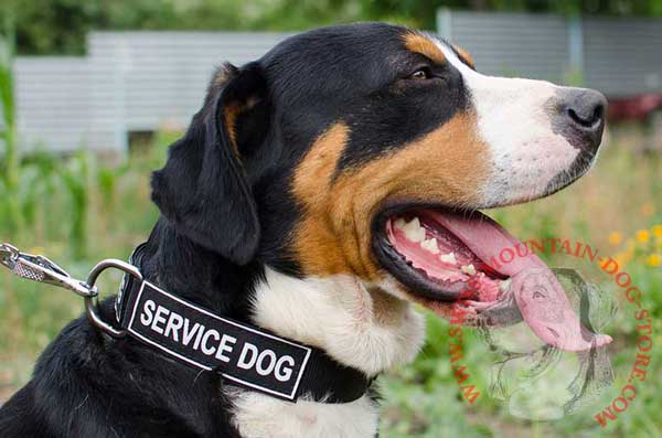 Identification Dog Collar Nylon Patch for Swiss Mountain Dog