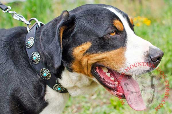 Dog Collar Leather Adorned with Fascinating Conchos for Swiss Mountain Dog