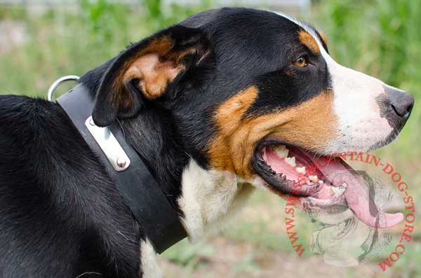 Leather Dog Collar with Metal Name Tag for Swiss Mountain Dog