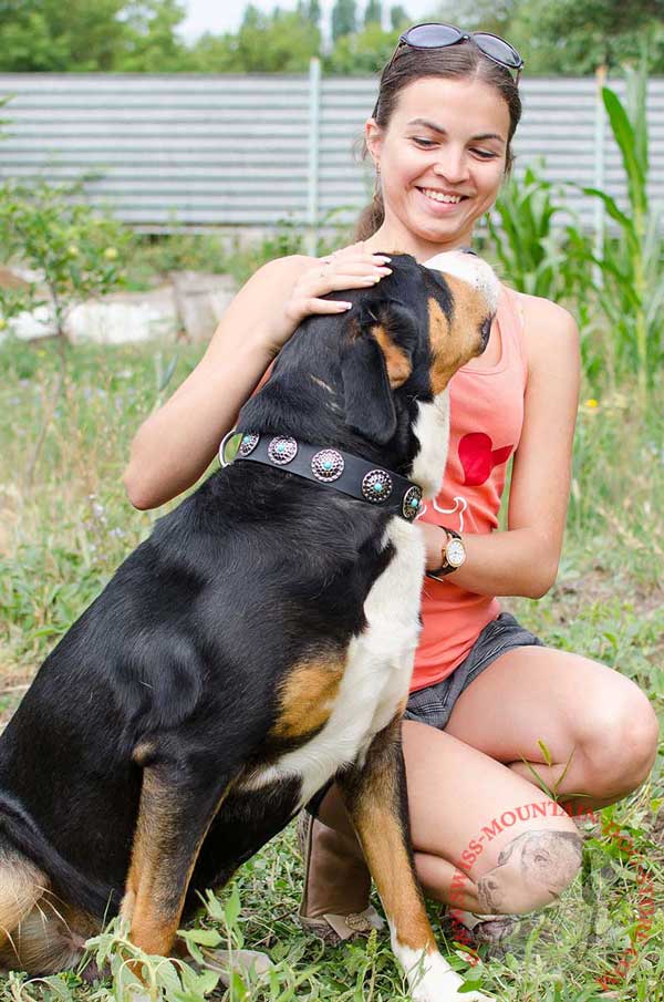 Leather Dog Collar with Amazing Steel Nickel Plated Decoration for Swiss Mountain Dog