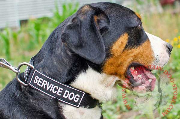 Patch Nylon Swiss Mountain Dog Collar Lightweight