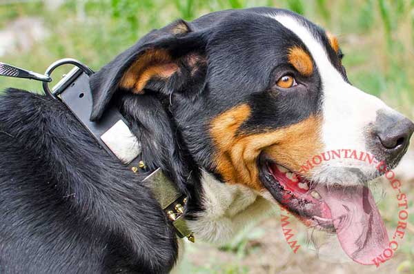 Studded Spiked Leather Swiss Mountain Dog Collar Super Stylish for Showy Promenades