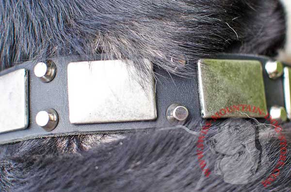 Eye-Filling Metal Finish on Leather Dog Collar - Cones and Plates 