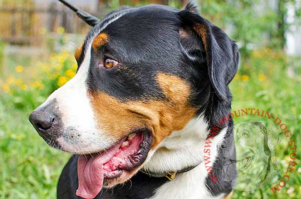 Padded Dog Collar Leather Meant for Swiss Mountain Dog Walking