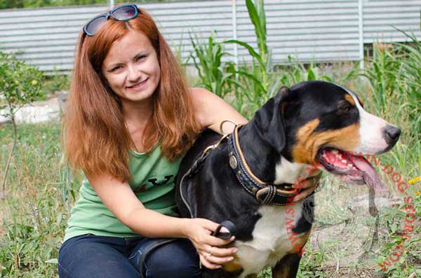 Superb Leather Dog Collar with Trendy Adornments for Walking Swiss Mountain Dog
