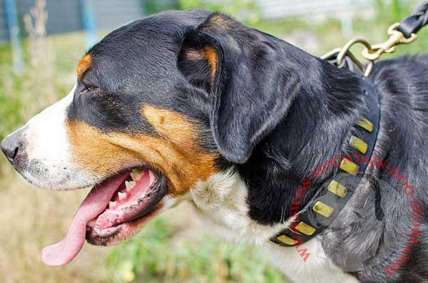 Leather Dog Collar Meant for Walking Swiss Mountain Dog