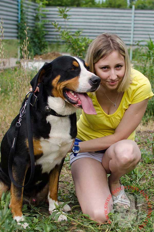 Walking Swiss Mountain Dog Collar Made of High Quality Nylon for Comfort