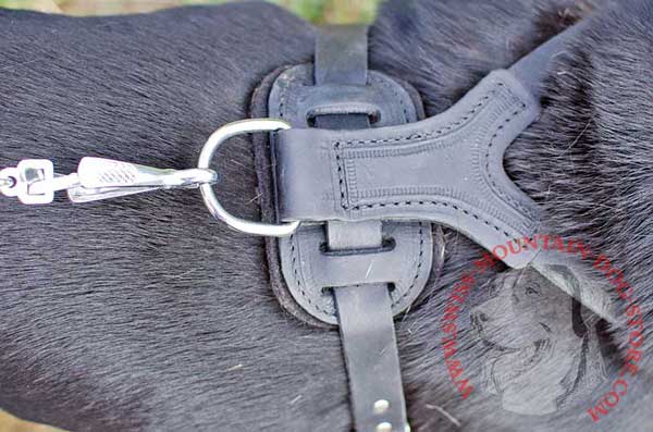 Back Plate with Comfortable Felt Padding