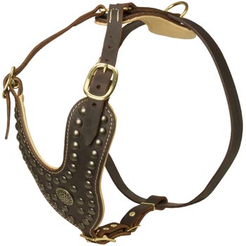 Walking Dog Gear for Swiss Mountain Dog