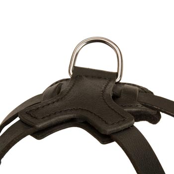 D-ring Attached to Swiss Mountain Dog Harness