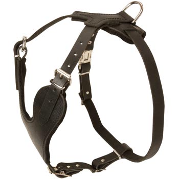 Swiss Mountain Dog Harness for Off-Leash Training
