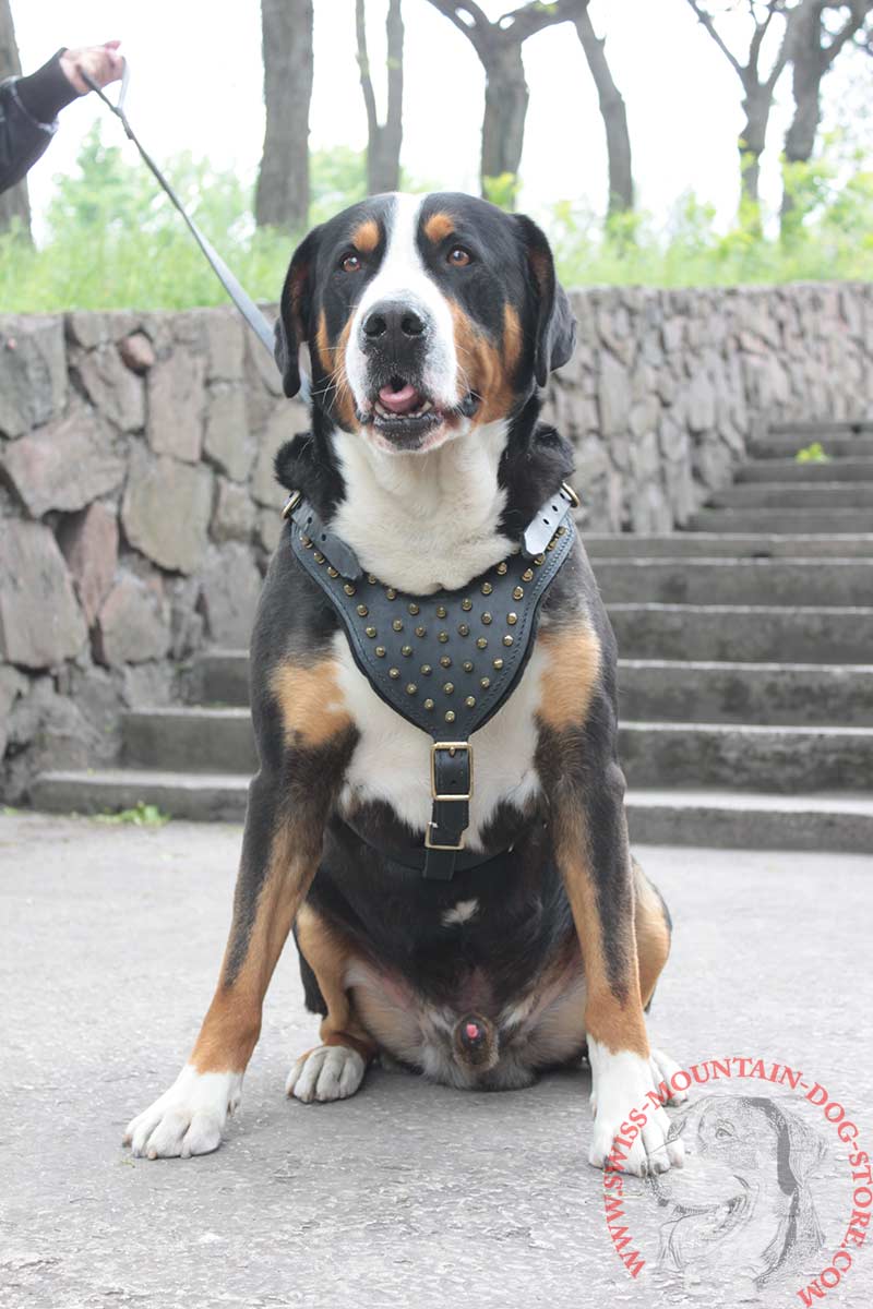 mountain dog harness