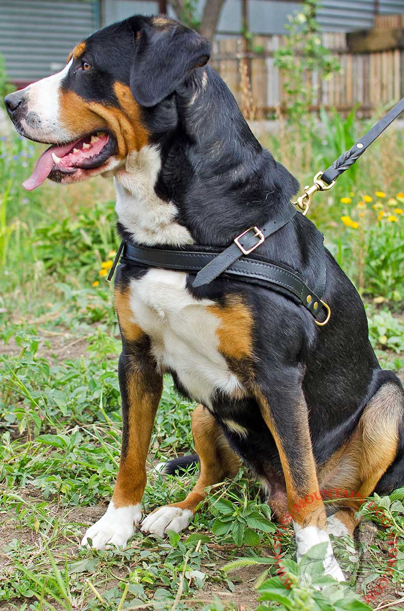 mountain dog harness