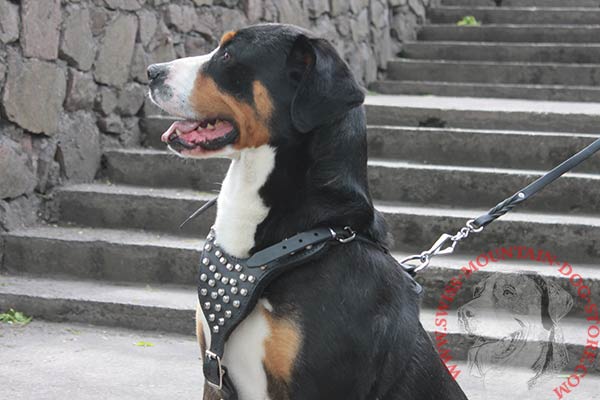 Leather Swiss Mountain Dog Harness with Studded Chest Plate