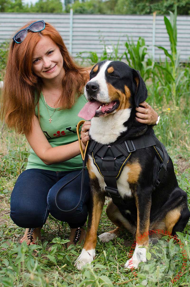 mountain dog harness