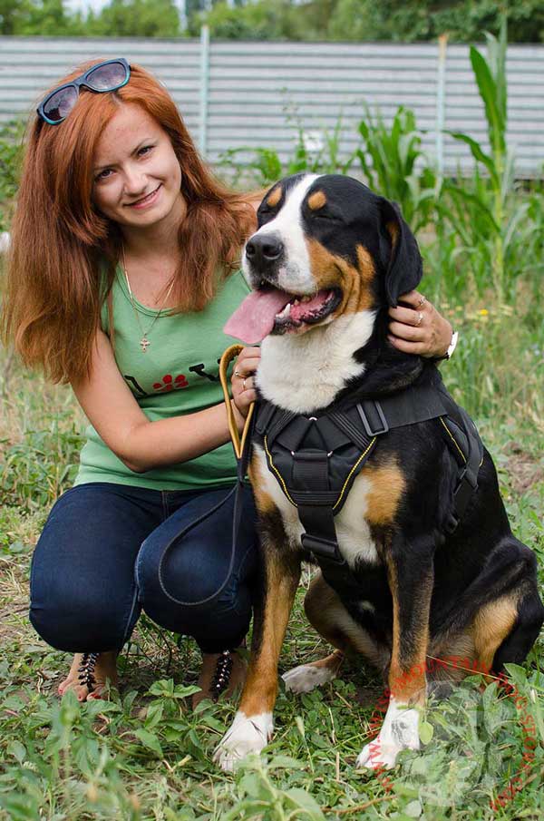 4 Ways Adjustable Nylon Harness for Swiss Mountain Dog 