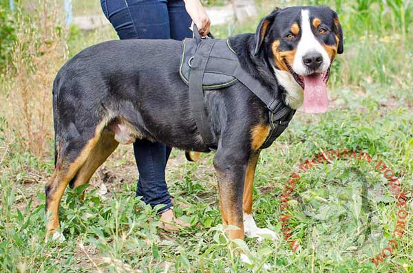 Durable Nylon Swiss Mountain Dog Harness for Comfortable Handling