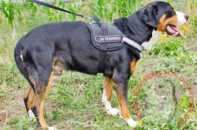 mountain dog harness