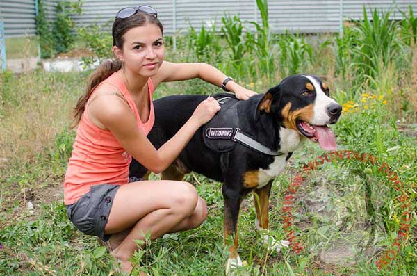 Easy Handling Nylon Harness for Swiss Mountain Dog
