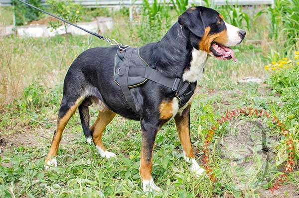 Swiss Mountain Dog Nylon Harness for Pulling Activities