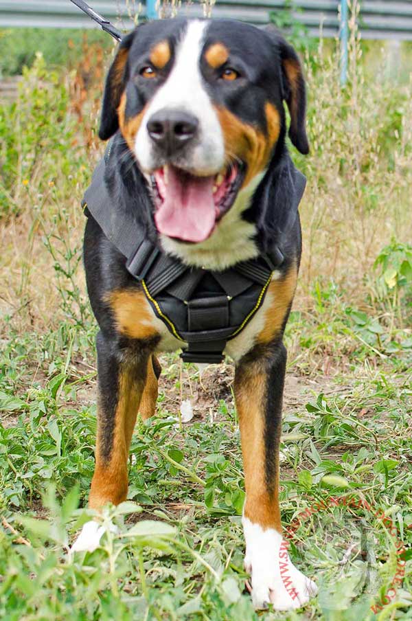 Everyday Walking Nylon Harness for Swiss Mountain Dog