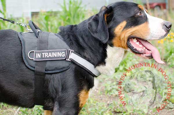Identification Nylon Swiss Mountain Dog Harness with Patches