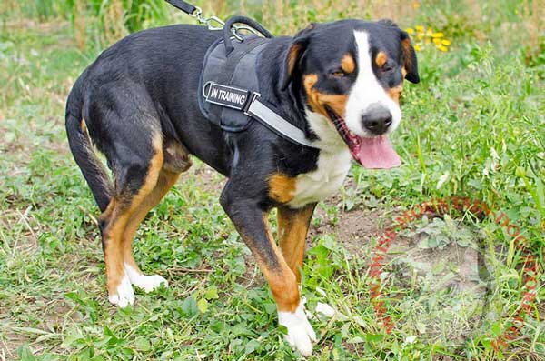 Nylon Swiss Mountain Dog Harness with Reflective Strap for Better Visibility