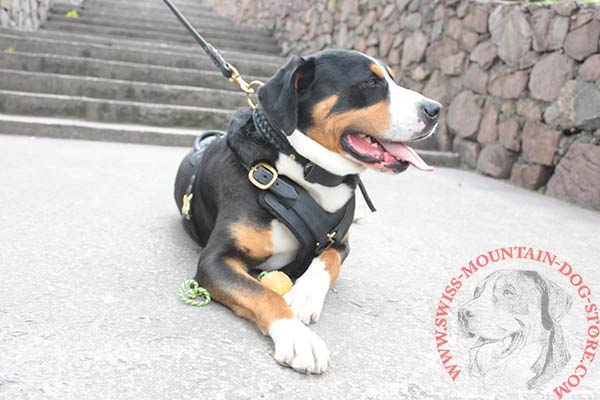 Leather Agitation Training Swiss Mountain Dog Harness