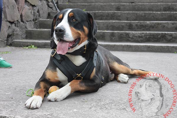 Durable Leather Swiss Mountain Dog Harness