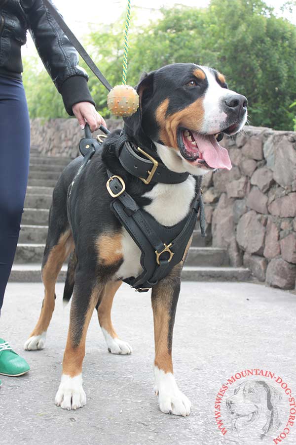 Y-Shaped Leather Harness for Swiss Mountain Dog