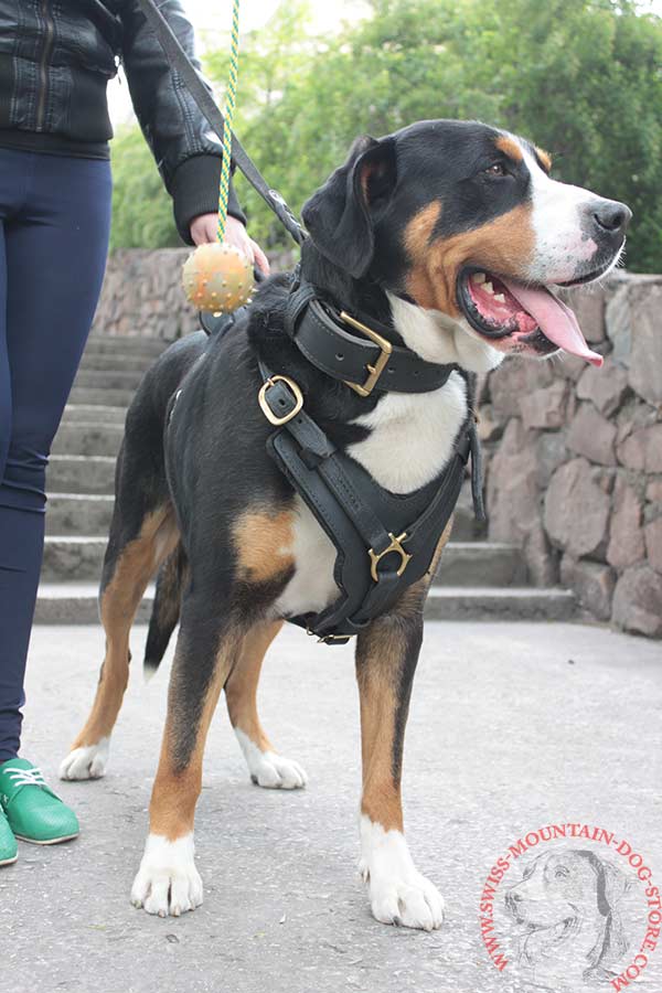 Leather Agitation Training Swiss Mountain Dog Harness