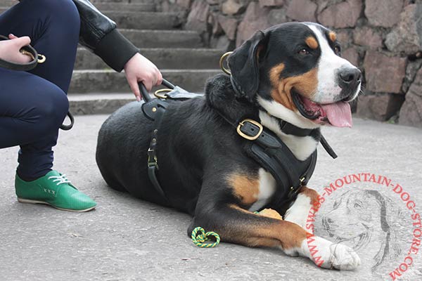 Leather Swiss Mountain Dog Harness With Rust and Corrosion Resistant Fittings