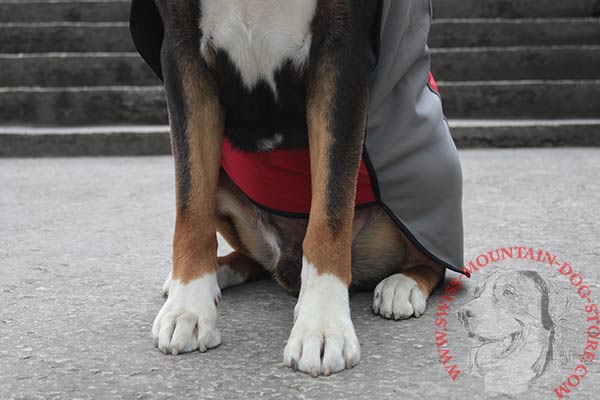 Winter Swiss Mountain Dog Harness