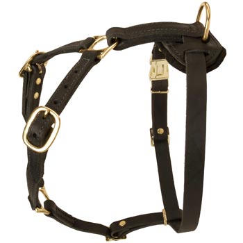 Tracking Leather Dog Harness for Swiss Mountain Dog