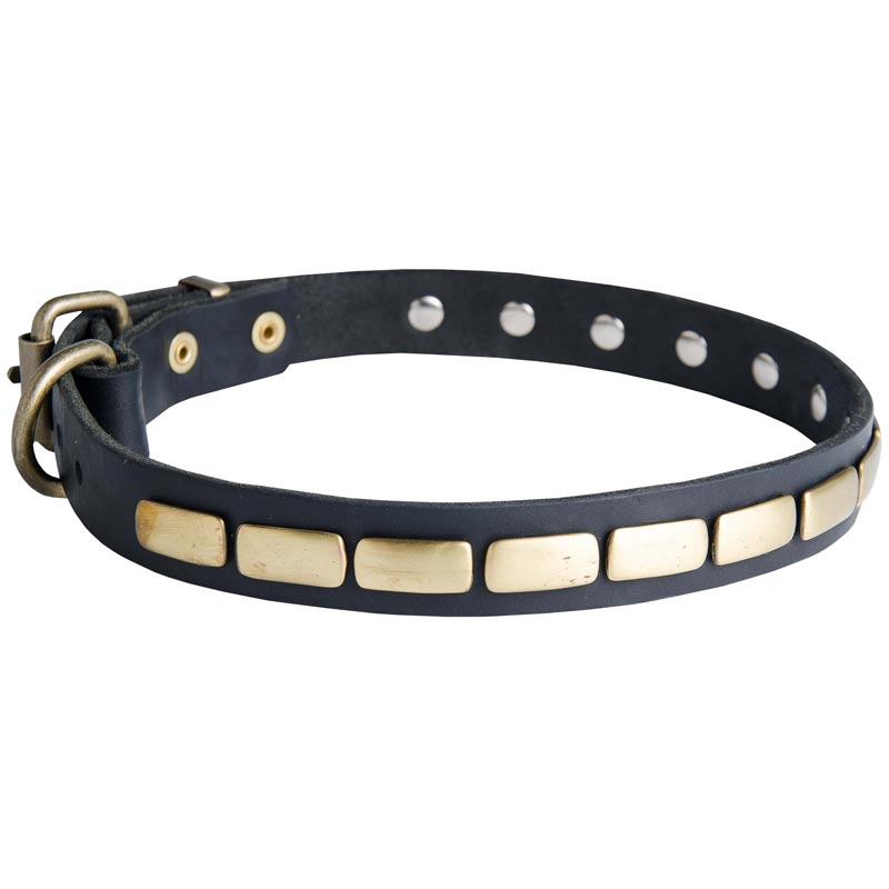 Swiss Mountain Dog Leather Collar Brass Plates 25 mm